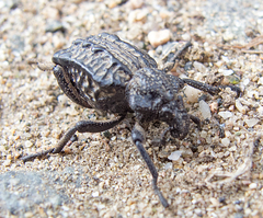 Brachycerus undatus