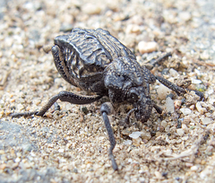 Brachycerus undatus
