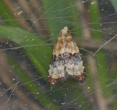 Authomaema pentacosma