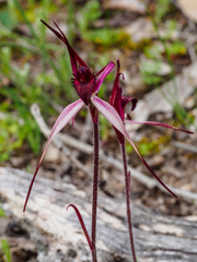 Caladenia cruciformis