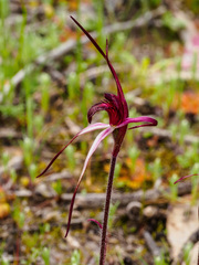 Caladenia cruciformis
