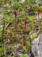 Caladenia cruciformis