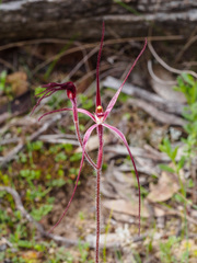 Caladenia filamentosa