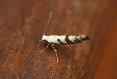 Argyresthia austerella