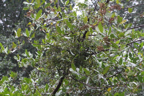 Laguncularia racemosa - Whole tree