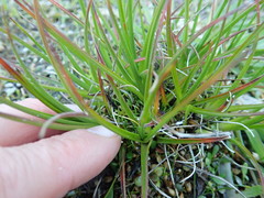 Juncus caespiticius
