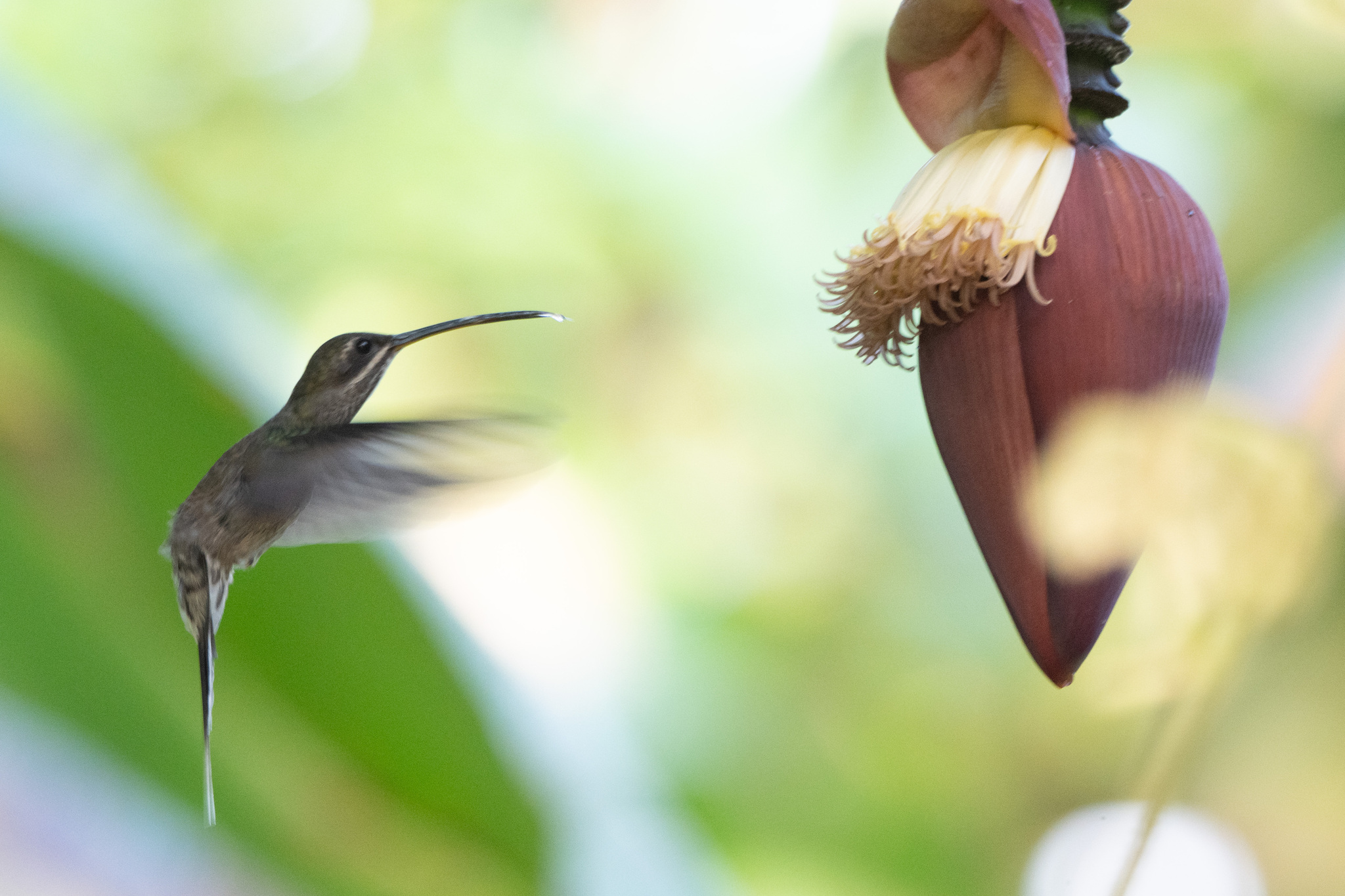 White-bearded Hermit (Phaethornis hispidus), photo 2