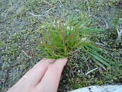 Juncus caespiticius