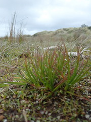 Juncus caespiticius