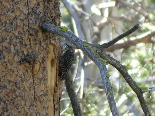 iNaturalist observation photo of Williamson's Sapsucker