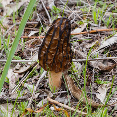 Morchella australiana