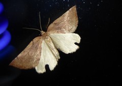 Sestra humeraria