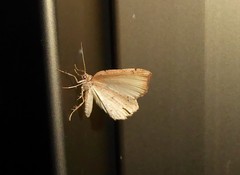 Sestra humeraria