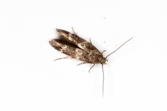 Mompha subbistrigella