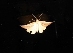 Sestra humeraria
