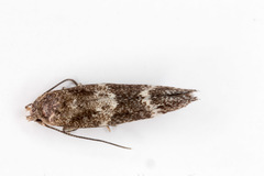 Mompha subbistrigella