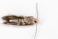 Mompha subbistrigella