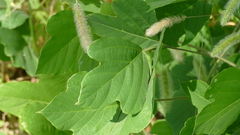 Pueraria montana lobata