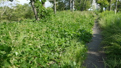 Pueraria montana lobata