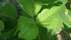 Pueraria montana lobata