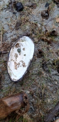 Unio elongatulus