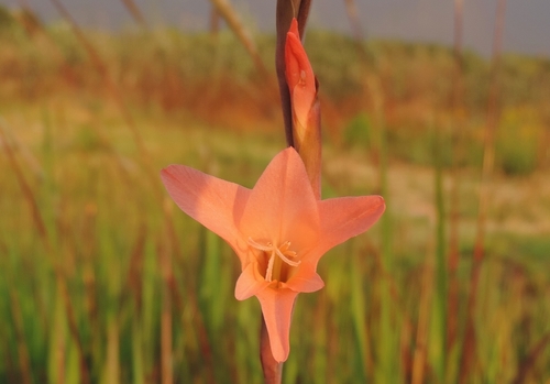 Gladiolus melleri image