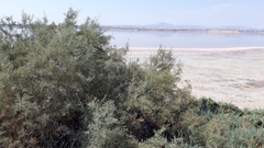 Tamarix tetragyna