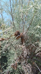 Tamarix tetragyna