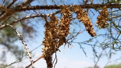 Tamarix tetragyna