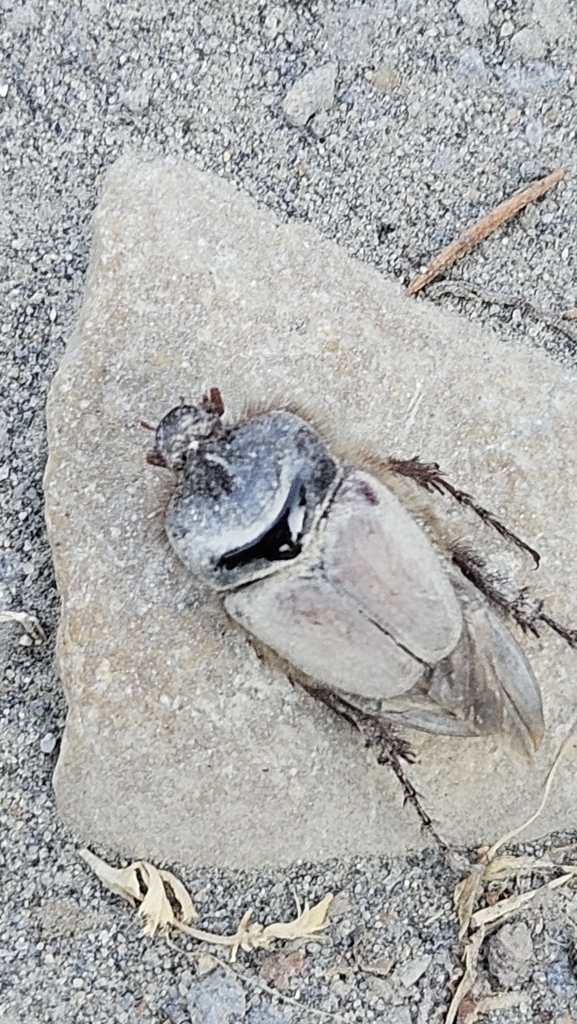 Pachypus candidae