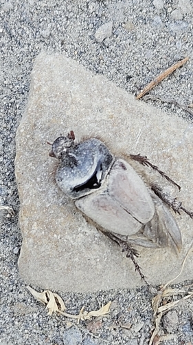 Pachypus candidae
