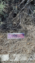 Tamarix tetragyna