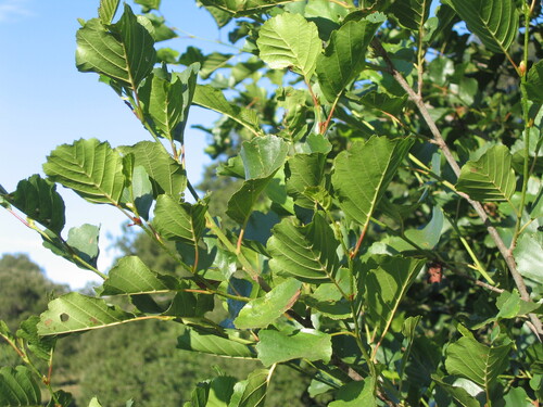 Alnus lusitanica (Alnus lusitanica)