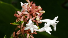 Abelia × grandiflora