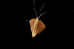 Sestra humeraria