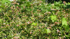 Abelia × grandiflora
