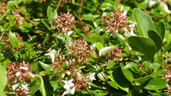Abelia × grandiflora