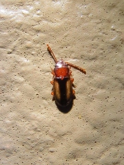 Laemophloeus terminalis