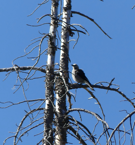 iNaturalist observation photo of Clark's Nutcracker
