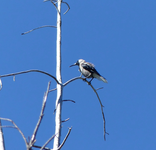iNaturalist observation photo of Clark's Nutcracker