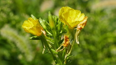 Oenothera