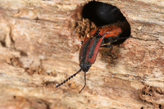 Elatichrosis trisulcatus