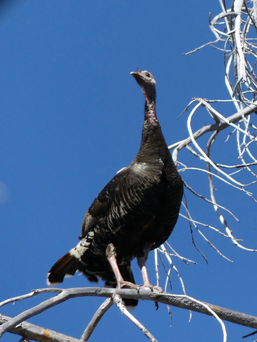 iNaturalist observation photo of Wild Turkey