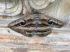 Spirama retorta