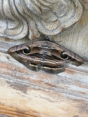 Spirama retorta