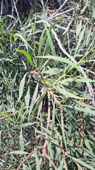 Acacia saligna