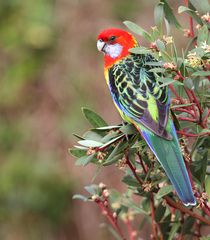 Platycercus eximius diemenensis