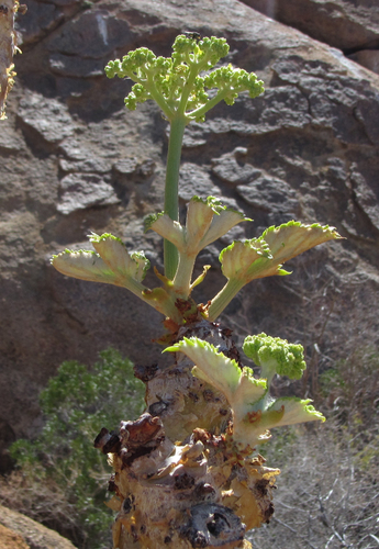 Cyphostemma currorii
