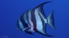Atlantic spadefish