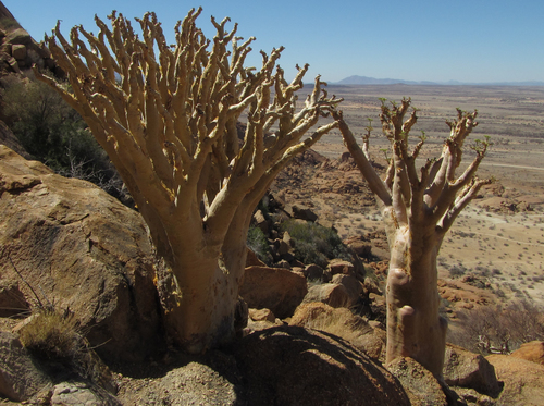 Cyphostemma currorii